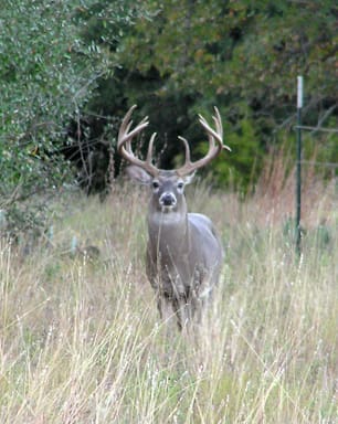 Colorado-deer-05-019